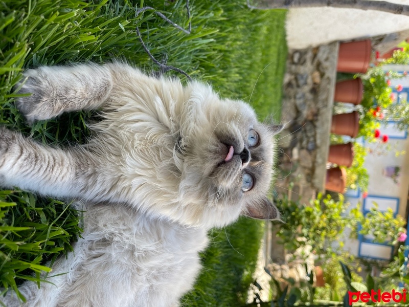 British Longhair, Kedi  Venüs fotoğrafı