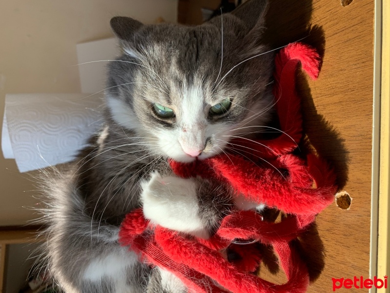 Tekir Kedi, Kedi  Duman fotoğrafı
