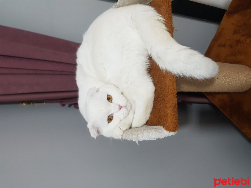 Scottish Fold, Kedi  Rifkican fotoğrafı