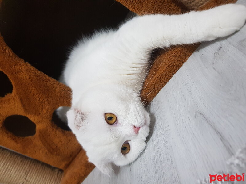 Scottish Fold, Kedi  Rifkican fotoğrafı