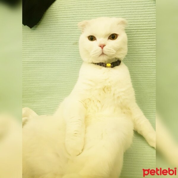 Scottish Fold, Kedi  Rifkican fotoğrafı