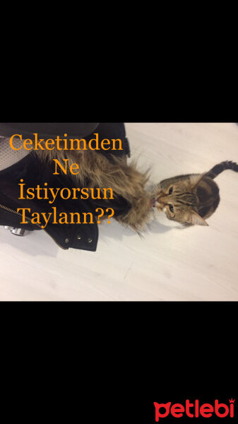 Tekir Kedi, Kedi  Taylan fotoğrafı