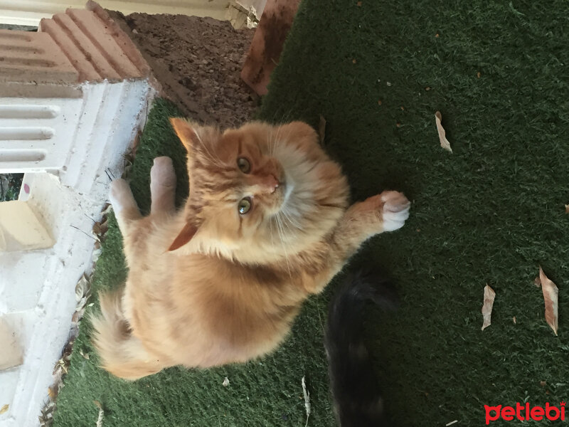 Tekir Kedi, Kedi  Taylan fotoğrafı