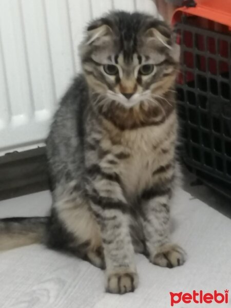 Scottish Fold, Kedi  Çakır fotoğrafı