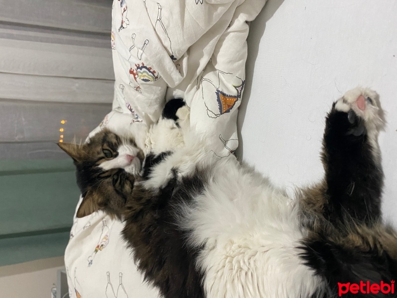 Norwegian Forest, Kedi  Balrog fotoğrafı