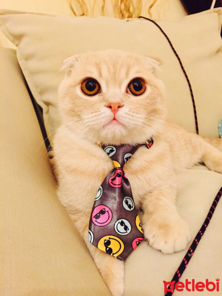 Scottish Fold, Kedi  Mylo fotoğrafı