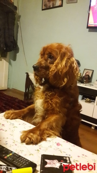İngiliz Cocker Spaniel, Köpek  Tarçın fotoğrafı