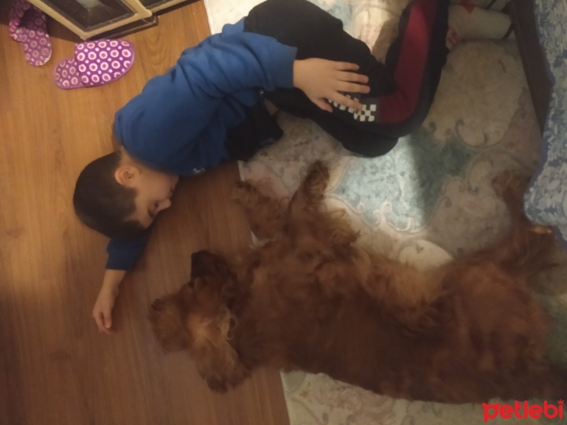 İngiliz Cocker Spaniel, Köpek  Tarçın fotoğrafı