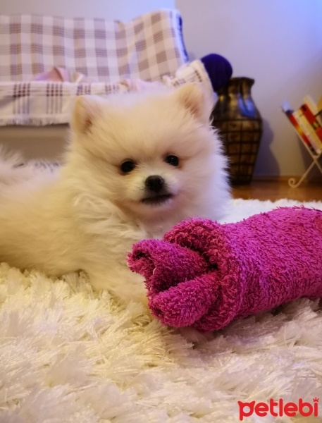 Pomeranyalı, Köpek  Köpük fotoğrafı