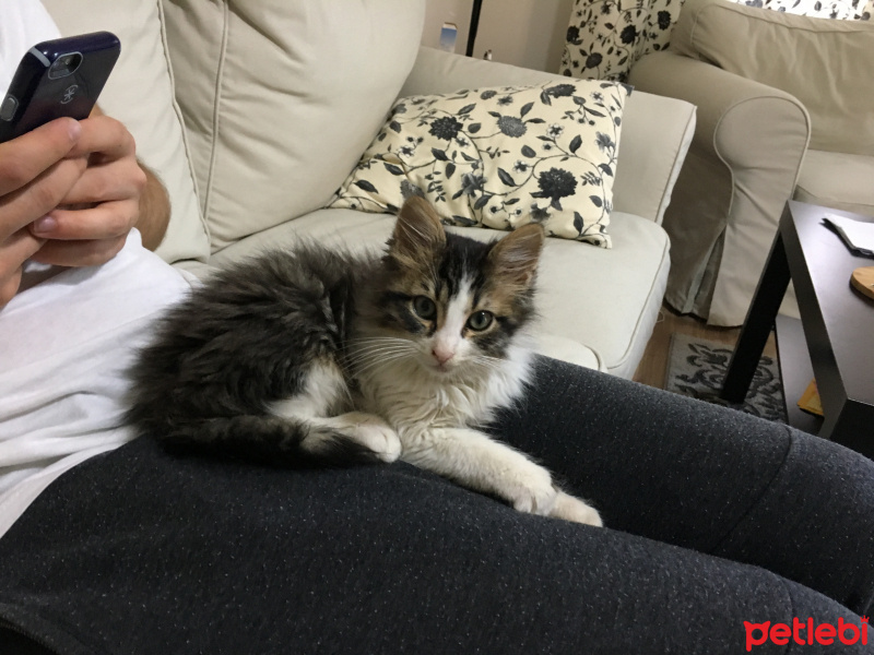 Tekir Kedi, Kedi  Afacan fotoğrafı