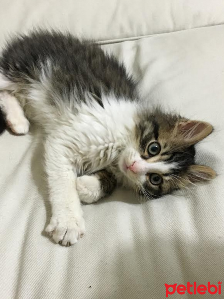 Tekir Kedi, Kedi  Afacan fotoğrafı