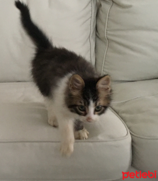 Tekir Kedi, Kedi  Afacan fotoğrafı