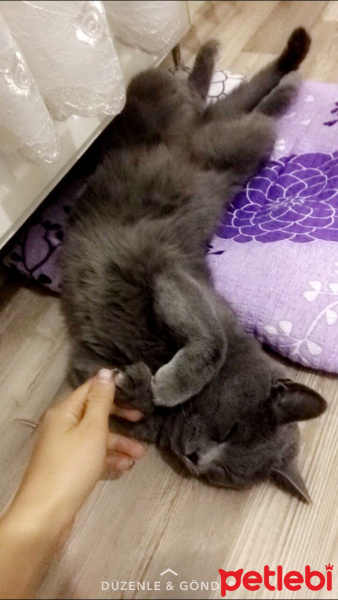 British Shorthair, Kedi  mantar fotoğrafı