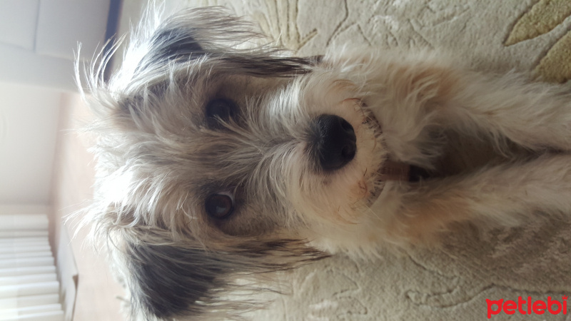 Border Terrier, Köpek  Bonnie fotoğrafı