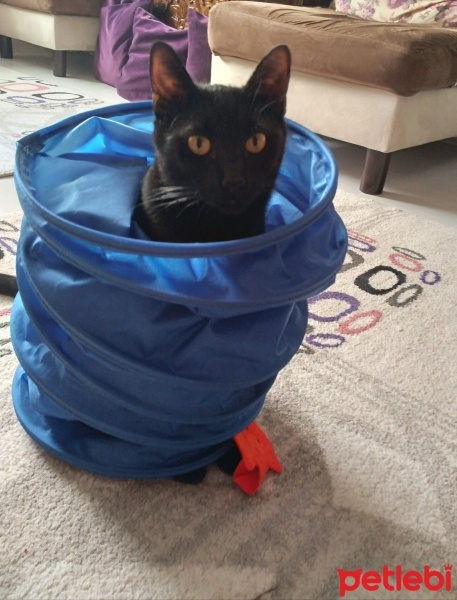 Bombay, Kedi  NEGRO fotoğrafı