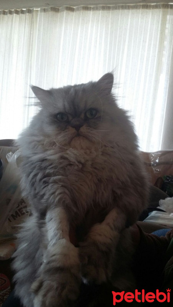 Chinchilla, Kedi  Pofuduk fotoğrafı