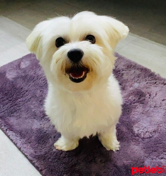 Maltese, Köpek  REİS fotoğrafı