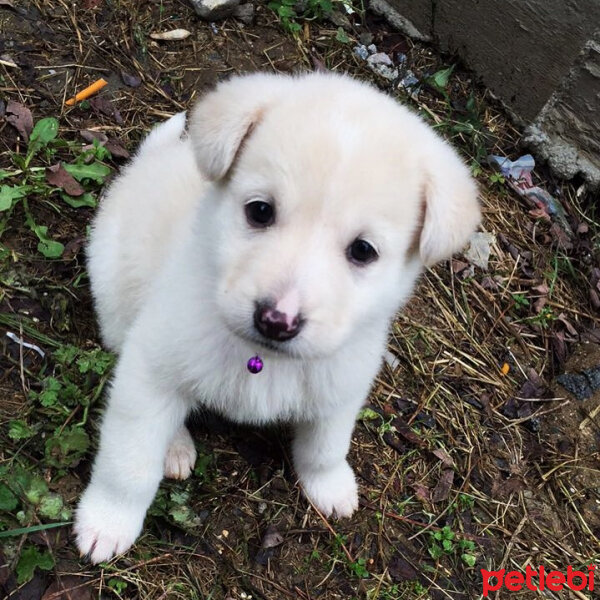 Labrador Retriever, Köpek  Lucky fotoğrafı