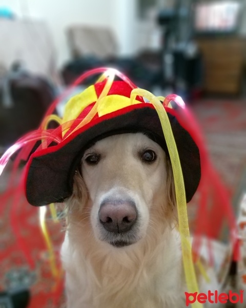 Golden Retriever, Köpek  Roza fotoğrafı