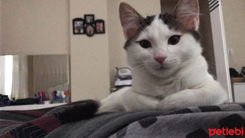 Tekir Kedi, Kedi  Şans fotoğrafı