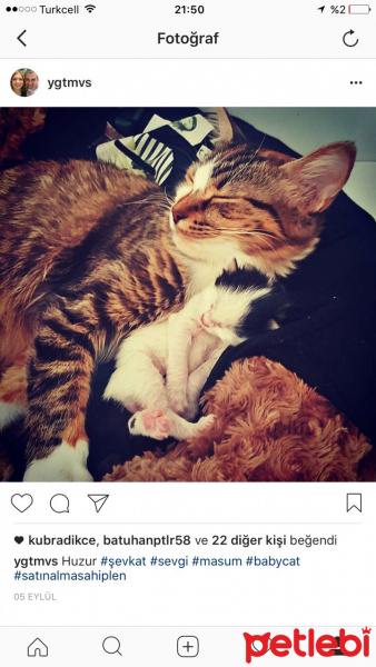 Tekir Kedi, Kedi  Şans fotoğrafı