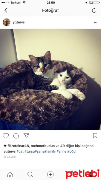 Tekir Kedi, Kedi  Şans fotoğrafı