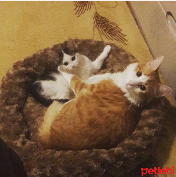Tekir Kedi, Kedi  Şans fotoğrafı