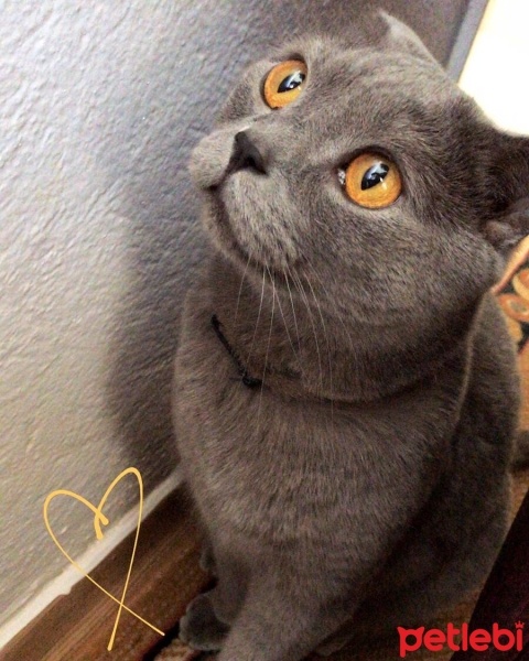 Scottish Fold, Kedi  Duman fotoğrafı