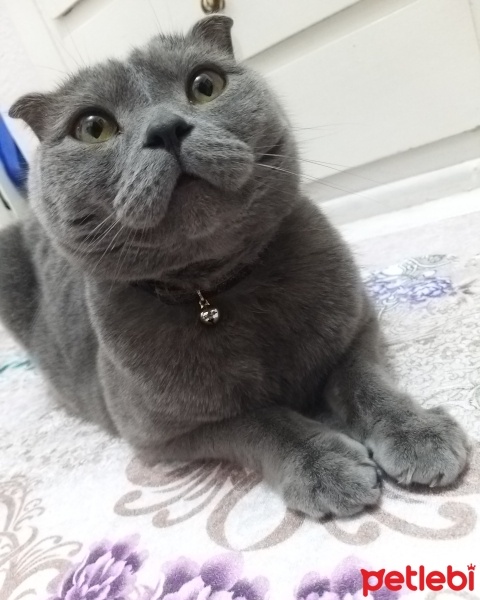 Scottish Fold, Kedi  Duman fotoğrafı