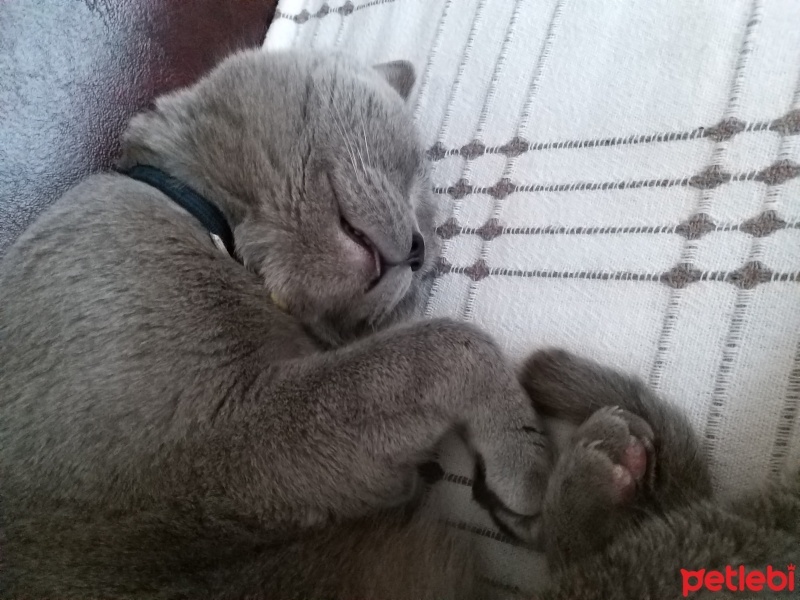 Scottish Fold, Kedi  Duman fotoğrafı