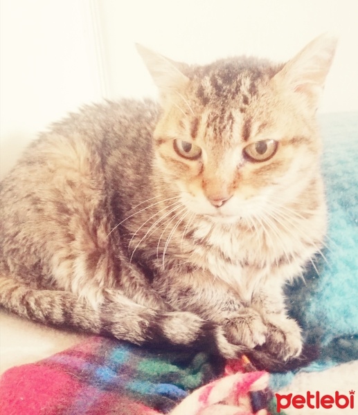Tekir Kedi, Kedi  Ece fotoğrafı