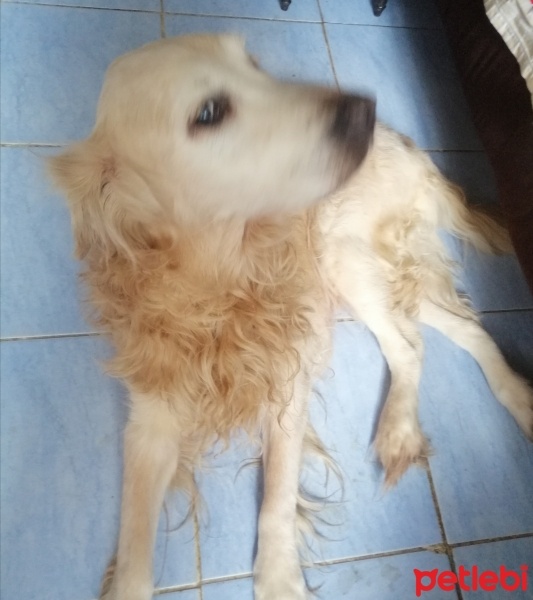 Golden Retriever, Köpek  Zeus fotoğrafı