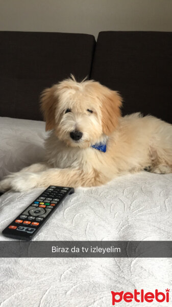 Soft Coated Wheaten Terrier, Köpek  Bambam fotoğrafı