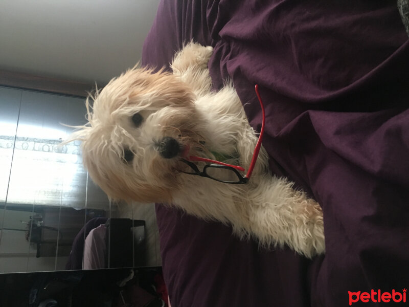 Soft Coated Wheaten Terrier, Köpek  Bambam fotoğrafı