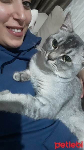 British Shorthair, Kedi  Duman fotoğrafı