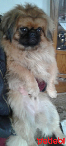Pekingese, Köpek  Topik fotoğrafı