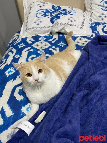 American Shorthair, Kedi  Maskara fotoğrafı