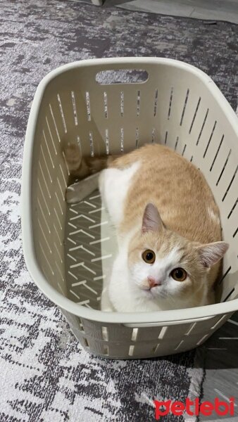 American Shorthair, Kedi  Maskara fotoğrafı