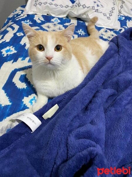 American Shorthair, Kedi  Maskara fotoğrafı