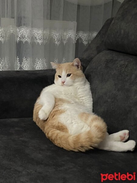 American Shorthair, Kedi  Maskara fotoğrafı