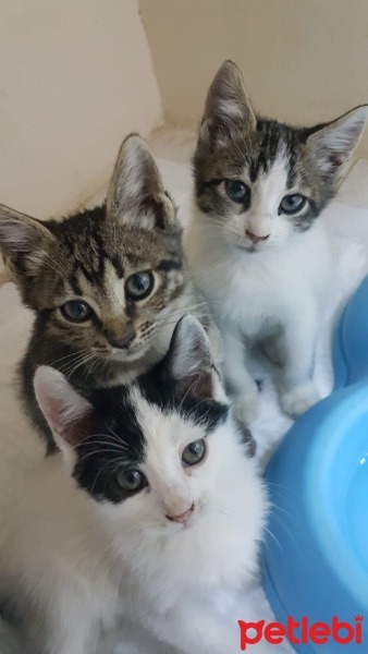 Tekir Kedi, Kedi  TEKİR fotoğrafı