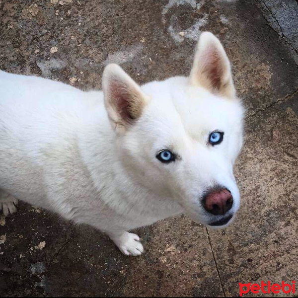 Sibirya Kurdu (Husky), Köpek  İrma fotoğrafı