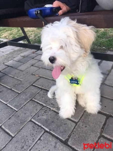 Maltese, Köpek  Casper fotoğrafı