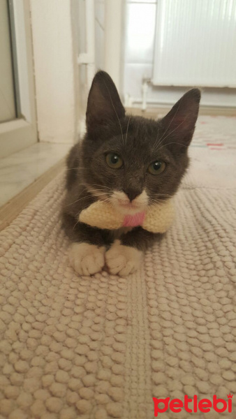 Tekir Kedi, Kedi  Sisi fotoğrafı