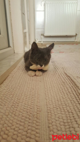 Tekir Kedi, Kedi  Sisi fotoğrafı