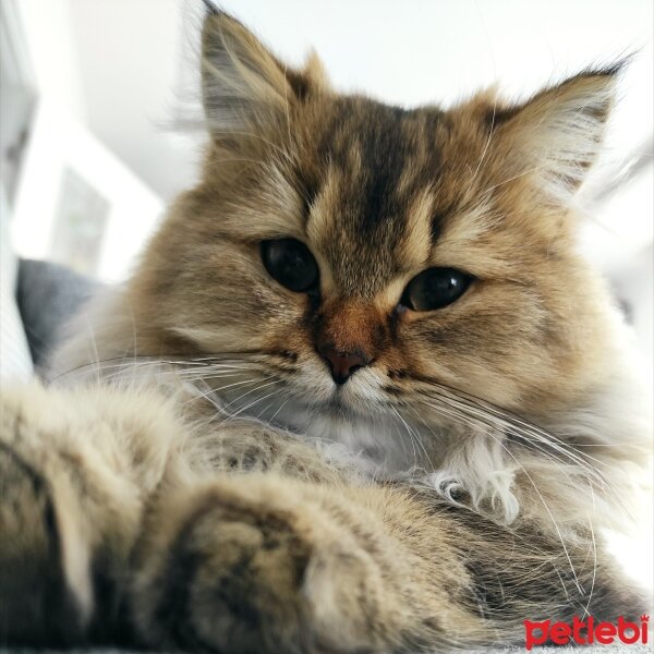 British Longhair, Kedi  Mathilda fotoğrafı