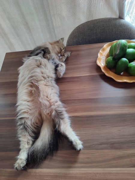 British Longhair, Kedi  Mathilda fotoğrafı