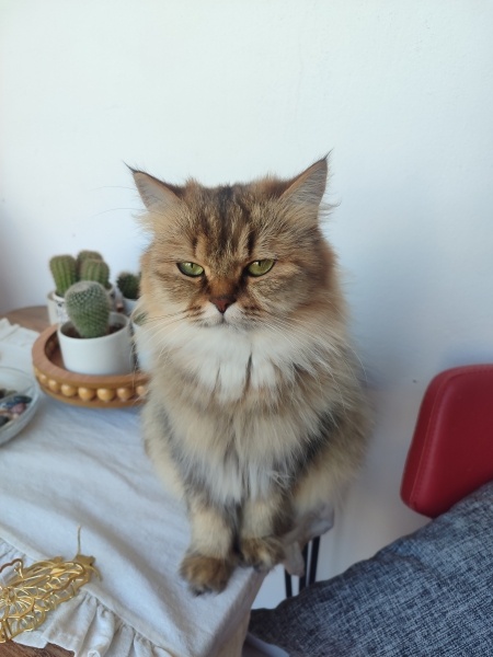 British Longhair, Kedi  Mathilda fotoğrafı