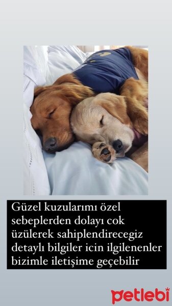 Golden Retriever, Köpek  Gofret latte fotoğrafı