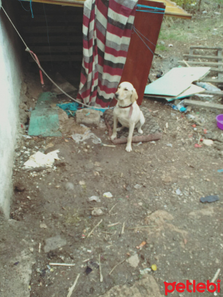 Labrador Retriever, Köpek  Wafil fotoğrafı